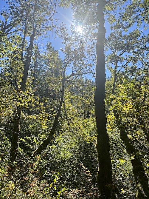 tall trees