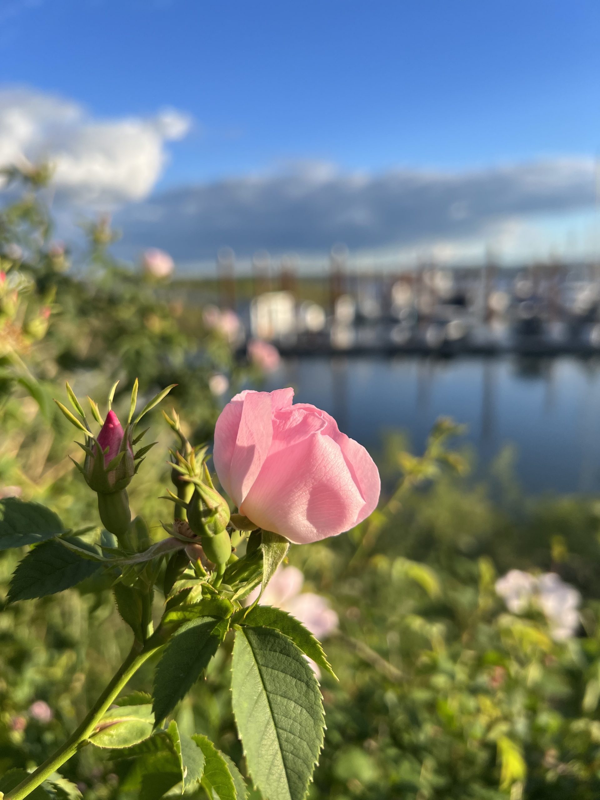 single pink flower