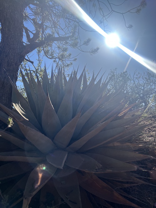 succulent plant under a tree