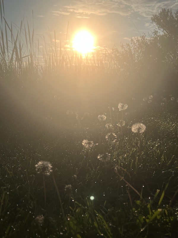 view of sunrise through tall grass field