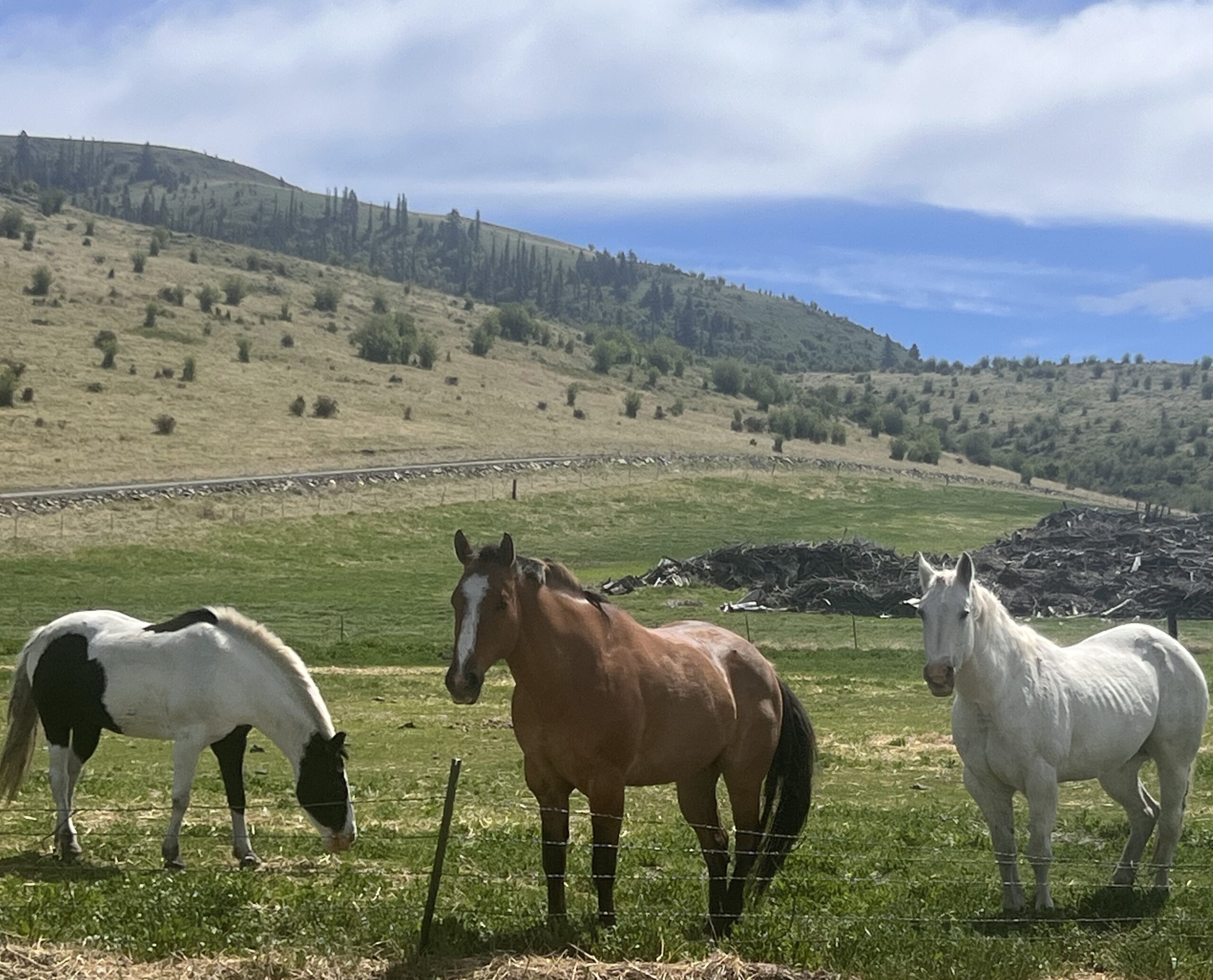 three horses in a field